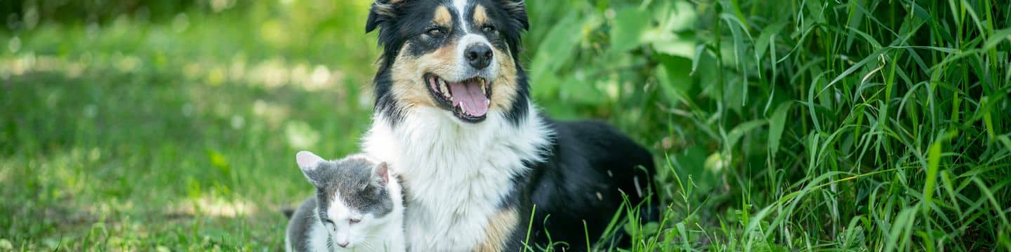 Cat and dog in field