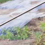 spraying weedkiller on crops